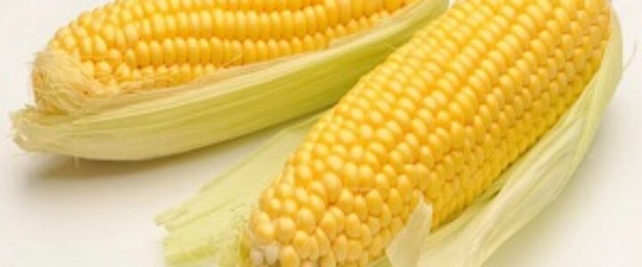 baby corn contract farming