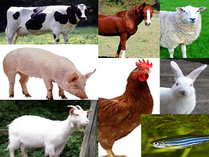 punjab livestock