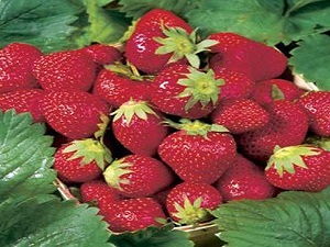 strawberry plant india
