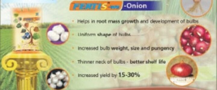 onion fertise1