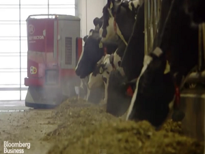 robotic dairy farm