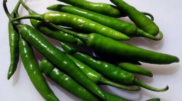 green chili modern kheti