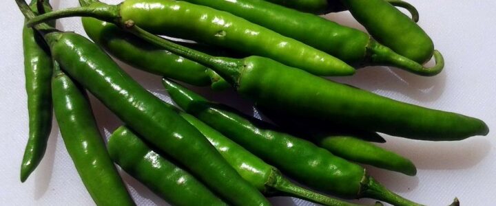 green chili modern kheti