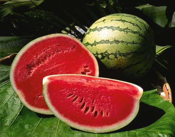 watermelon tarbooj modern kheti