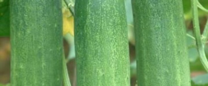 cucumber kheera ki bijai modern kheti