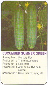 cucumber seed modern kheti