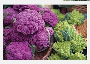 broccoli farming broccoli ki kheti modern kheti