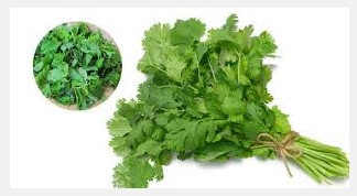 Coriander Farming