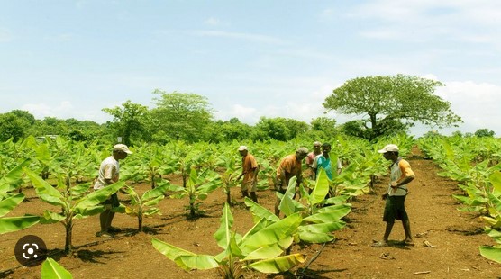 Banana Farming