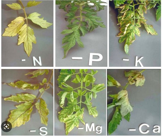 Nutrient deficiency in plants