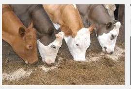 cattle feed formula dairy farming modern kheti