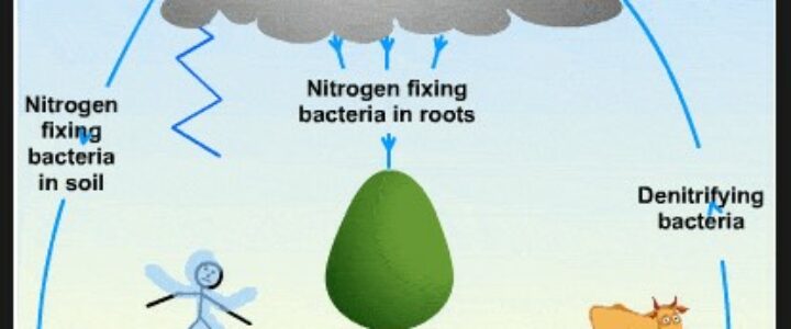 nitrogen with natural way