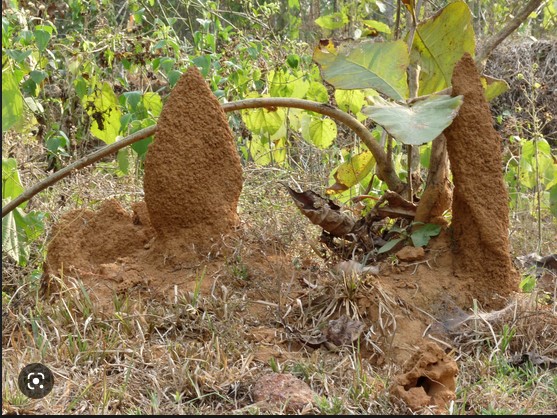 termite control in agriculture modern kheti