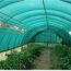 green net shed