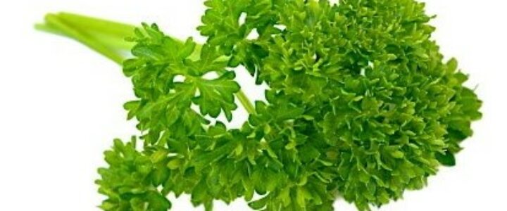 parsley seeds khurasani ajwayan medical farming herbal farming