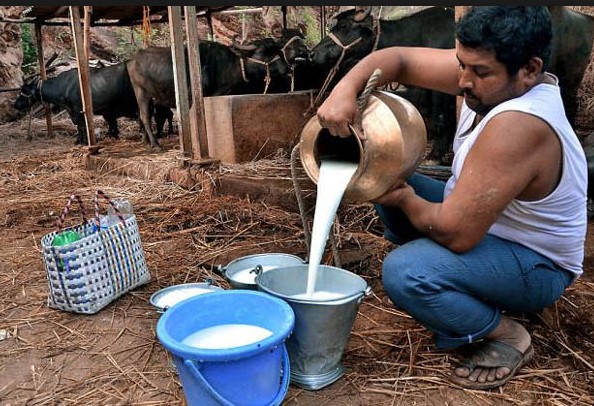 snf and fat formula in dairy farming