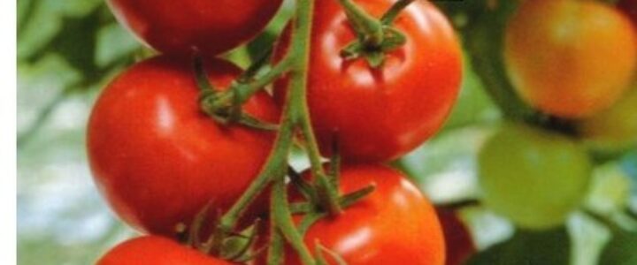 tamatar ke beej tomato seeds