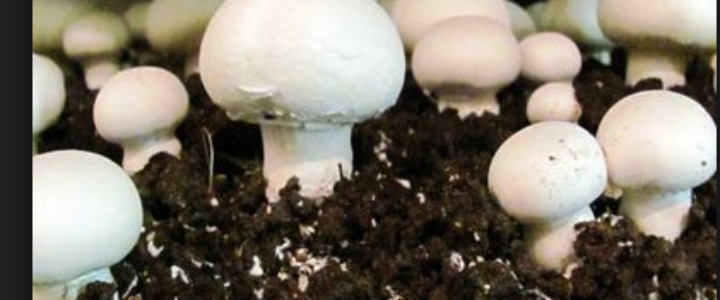 mushroom-farming-india