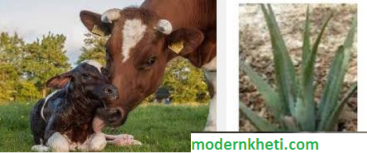 aloevera-for-dairy-farming-cows