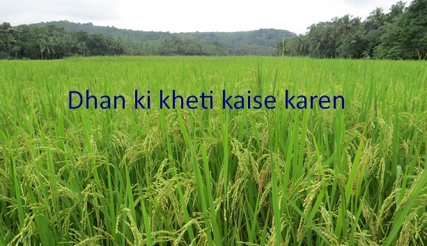 Dhan ki kheti kaise karen