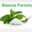Steevia Farming Steevia ki kheti modern kheti