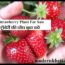 strawberry plant booking