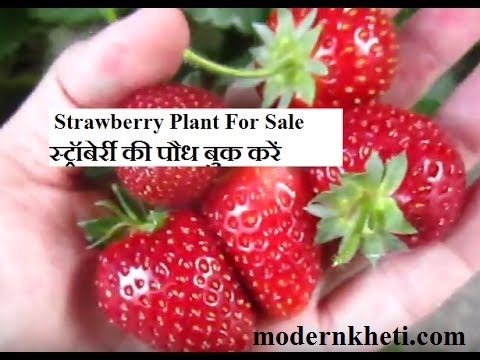 Strawberry Plants