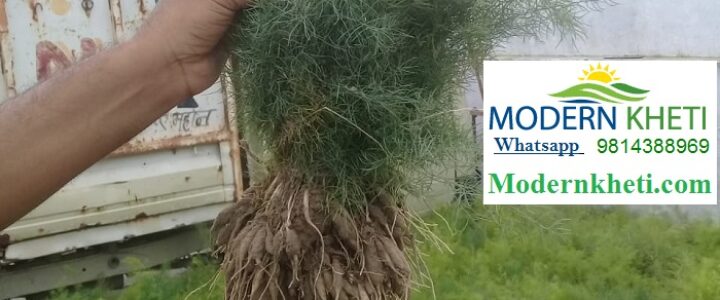 shatavar ki kheti kaise karen ? ||asparagus farming ||शतावर की खेती कैसे करें ?