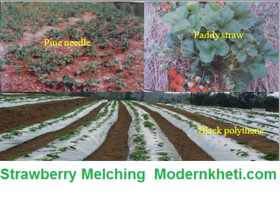 Strawberry Farming