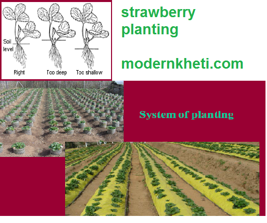 Strawberry Farming strawberry planting