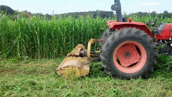 green manure,उत्पादकता बढ़ाने में हरी खाद का प्रयोग