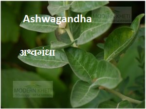 Ashwagandha-ki-modern-kheti