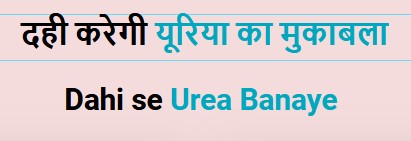 Curd vs Urea