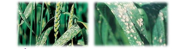 पाउडरी मिलडायू Powdery mildew in wheat