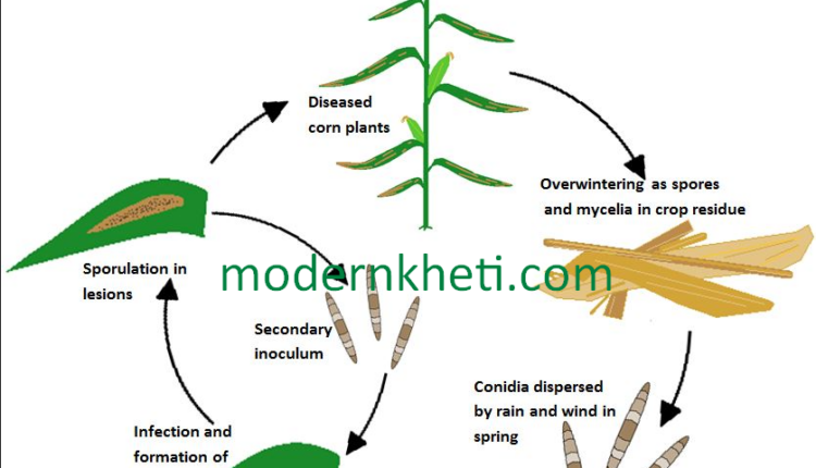 Integrated Disease Management Formula Modern Kheti |एकीकृत रोग प्रबंधन मॉडर्न खेती