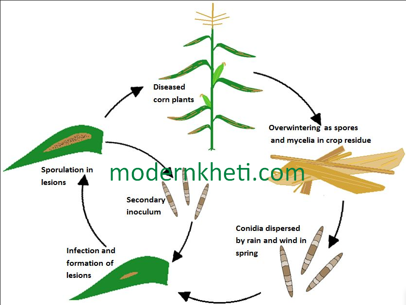 Integrated Disease Management Formula Modern Kheti |एकीकृत रोग प्रबंधन मॉडर्न खेती