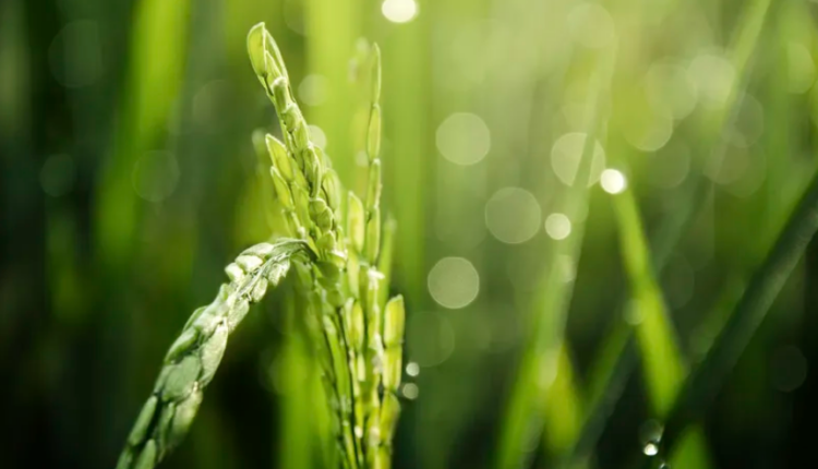 Basmati Rice Farming Formula | बासमती धान की उन्नत खेती