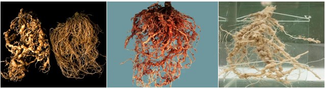 : Root-knot nematode symptoms on various crops