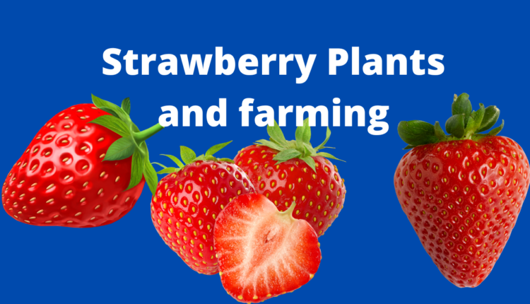 Strawberry Farming | Strawberry Ki Kheti Kaise Karen Hindi
