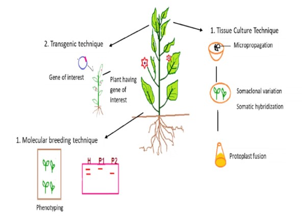 Advanced Agricultural Biotechnology tools for Crop Improvement