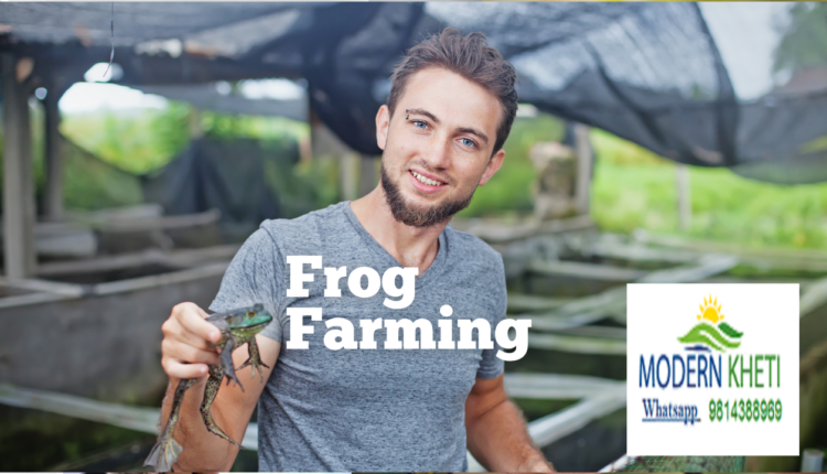 Frog Farming Modern Kheti
