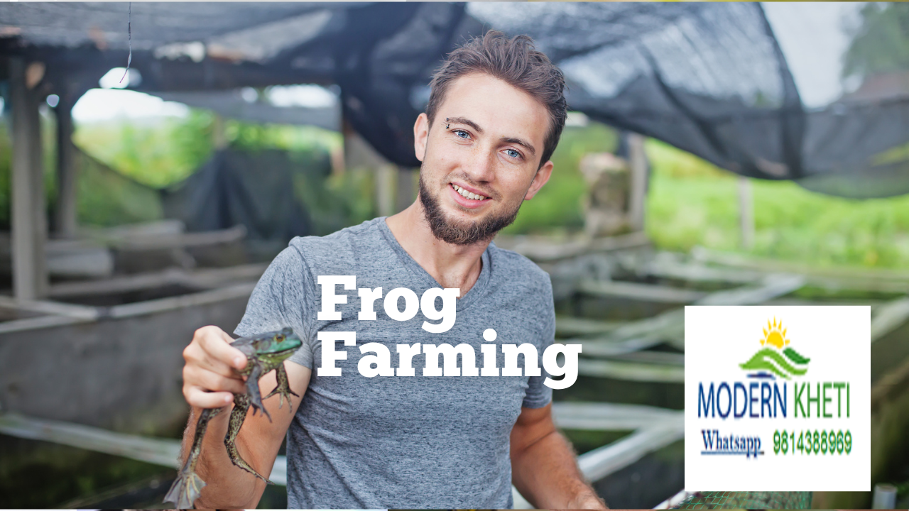 Frog Farming Modern Kheti