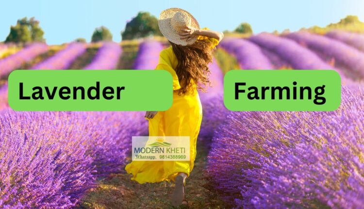 Lavender Farming in india