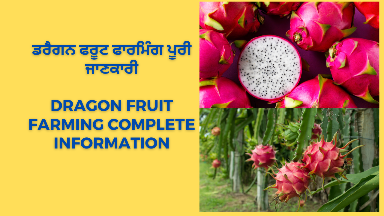 Dragon Fruit Farming Complete Information